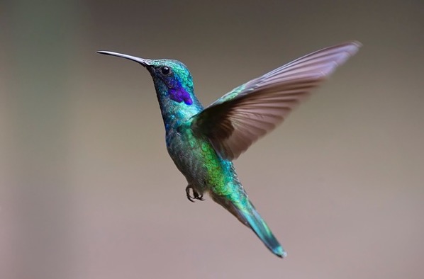 Hummingbird 飛んでいる